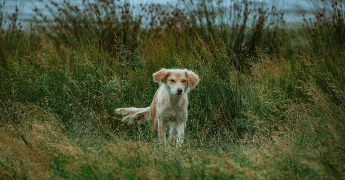 adorable-kokoni-dog-standing-in-a-lush-grassy-field-near-water-showcasing-natural-beauty